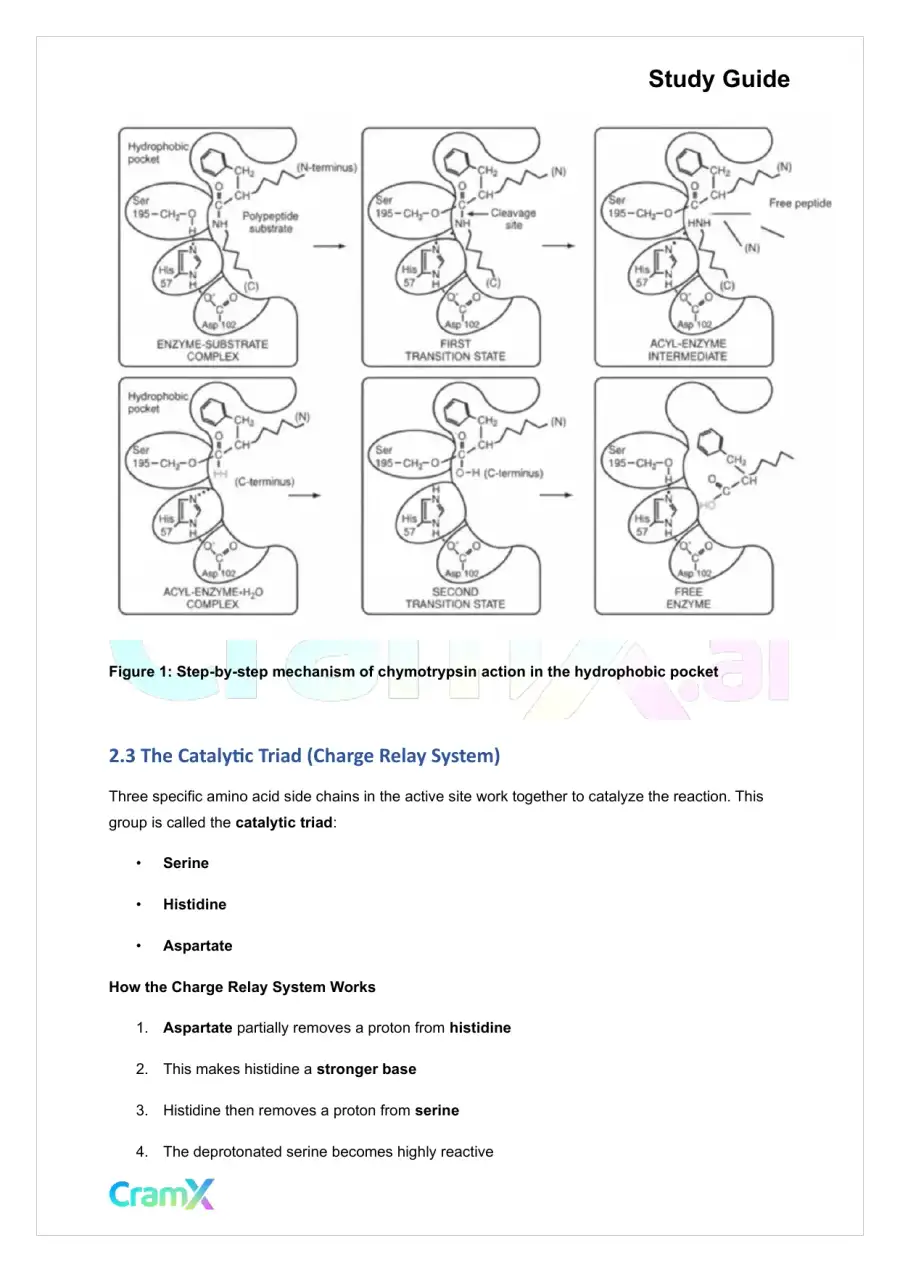 Biochemistry I - Enzymes, page 9
