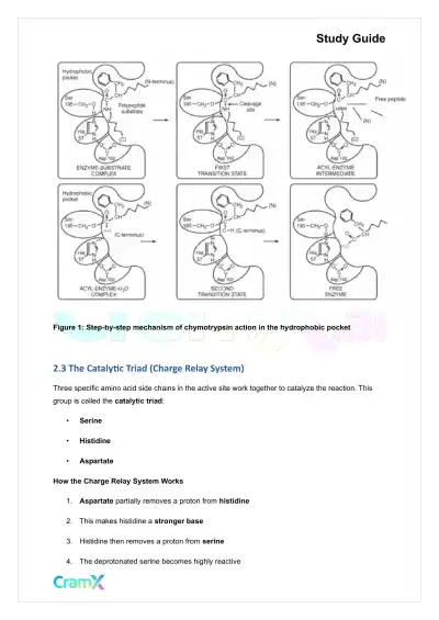 Biochemistry I - Enzymes - Page 9 preview image