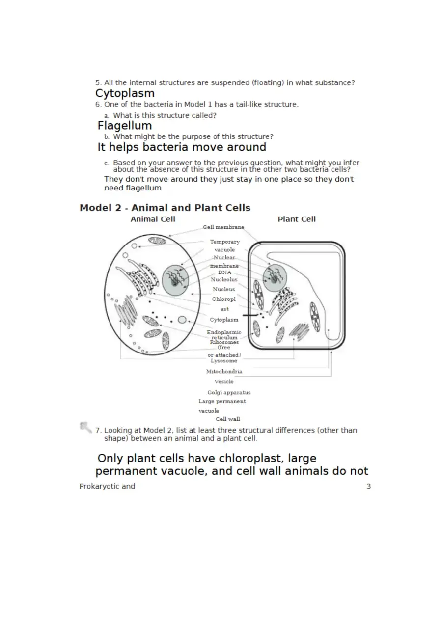7 Prokaryote and Eukaryote Cells S, page 3