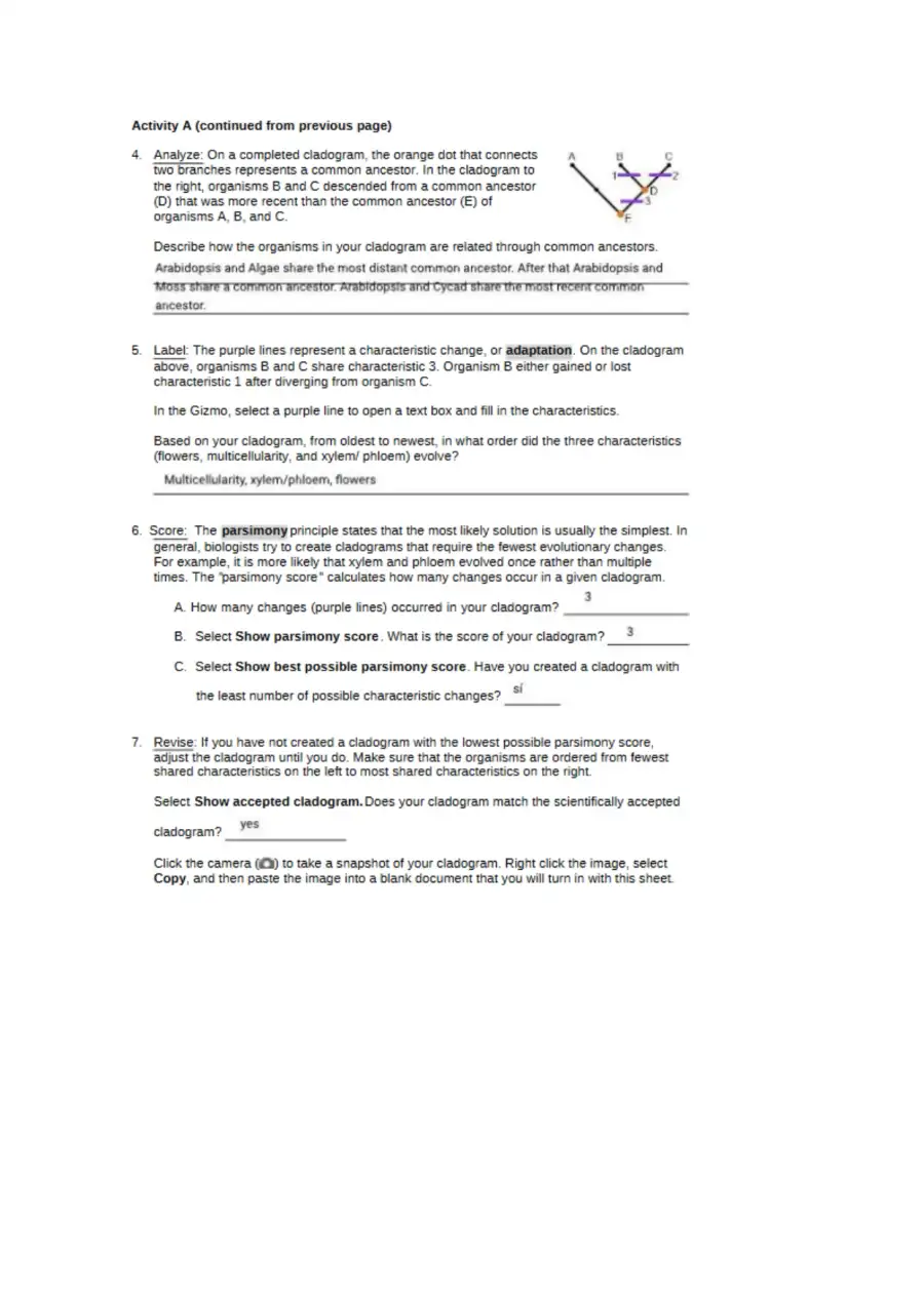Kami Export Logan Owsley CladogramsSE, page 3