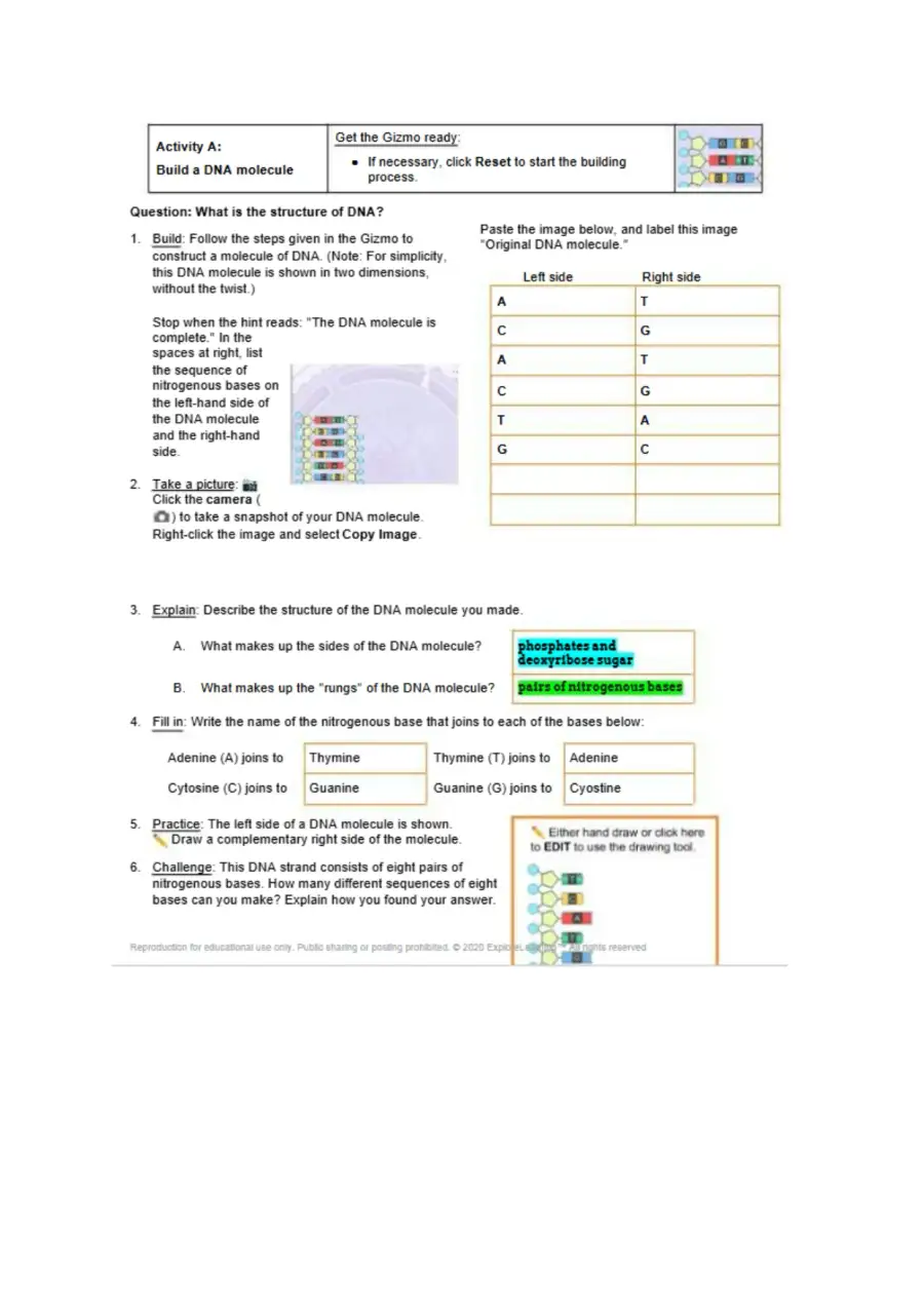 Building DNA Gizmo, page 2