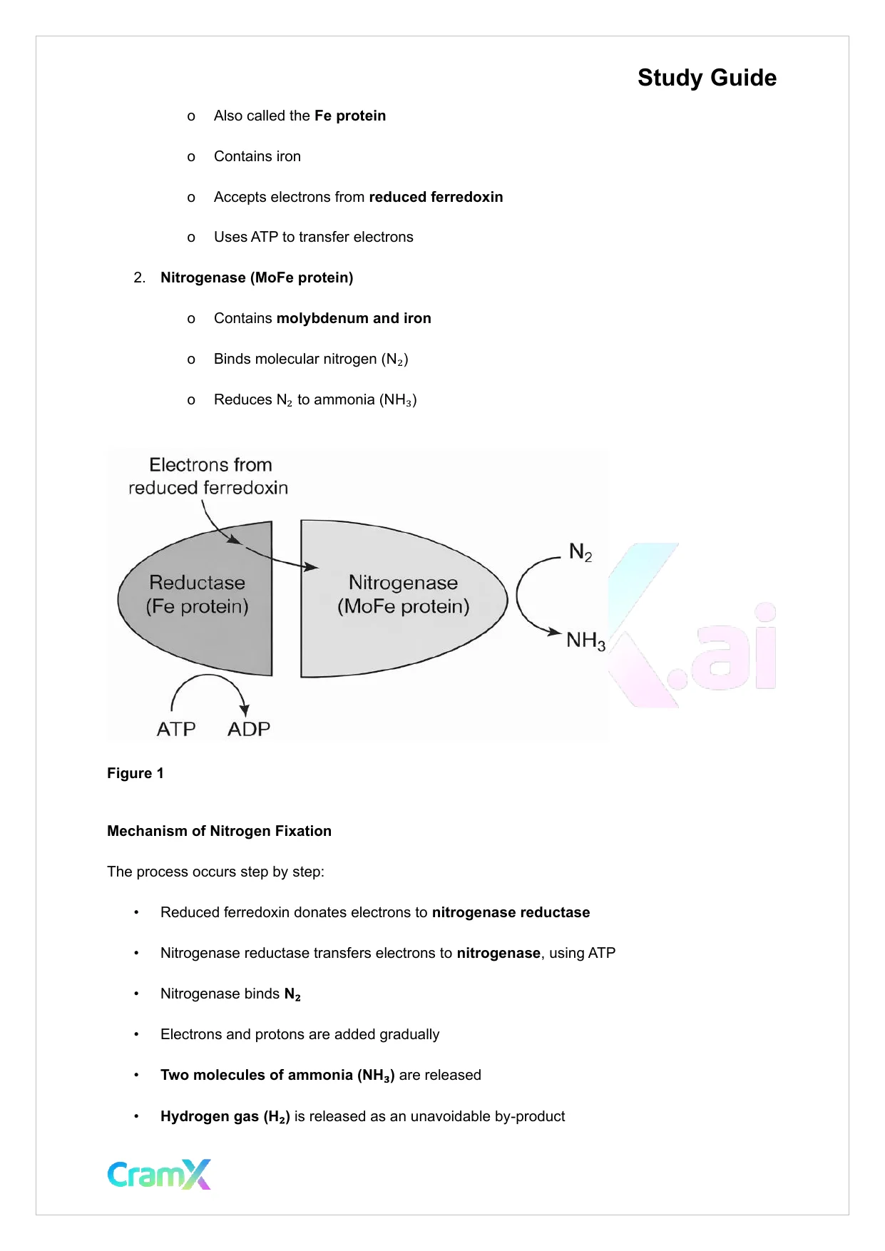 Biochemistry-II - Nitrogen Fixation, Assimilation, Elimination - Page 2 preview image