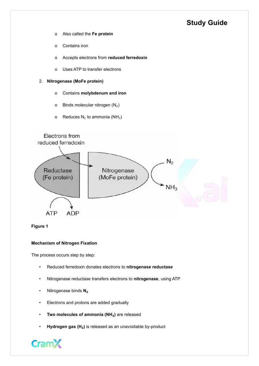 Biochemistry-II - Nitrogen Fixation, Assimilation, Elimination, page 2