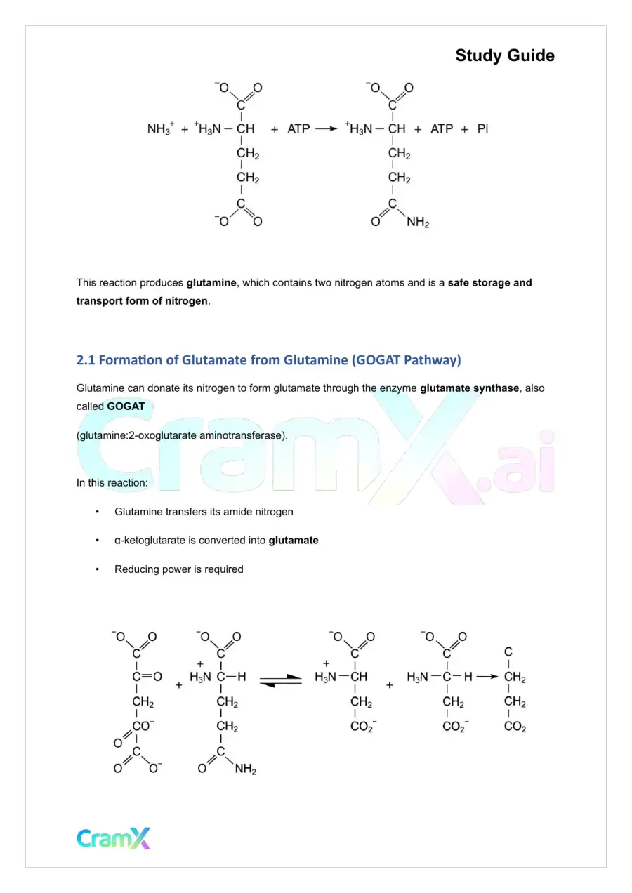 Biochemistry-II - Nitrogen Fixation, Assimilation, Elimination, page 7