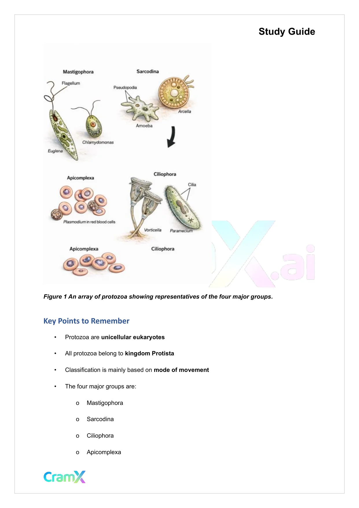 Microbiology - The Protozoa - Page 3 preview image