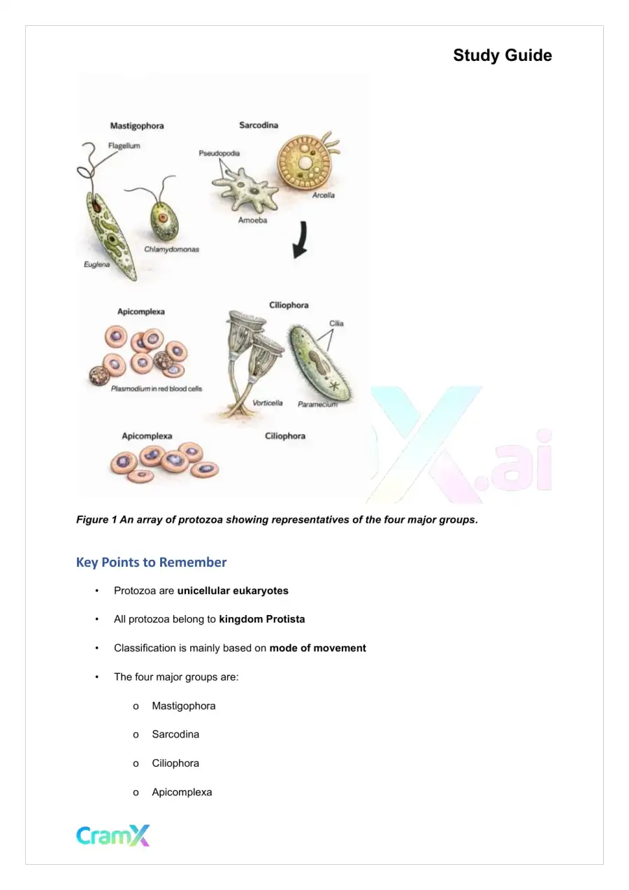 Microbiology - The Protozoa, page 3